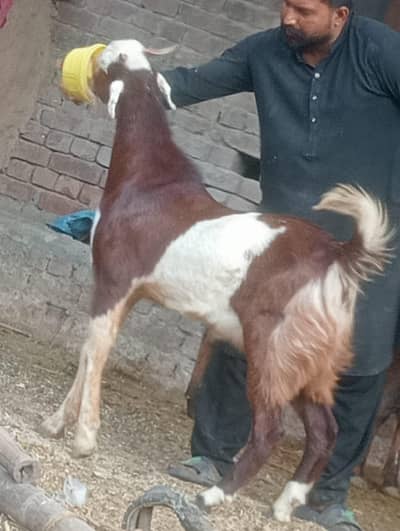 Beetal daba 2 dant Bakra saleq