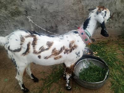 Qurbani ka baqra