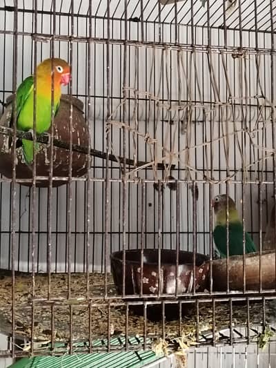 Lovebird