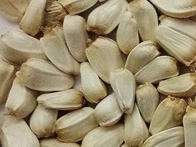 American seffron seeds and seffron available