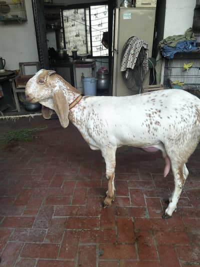 Makhi chini breader bakri