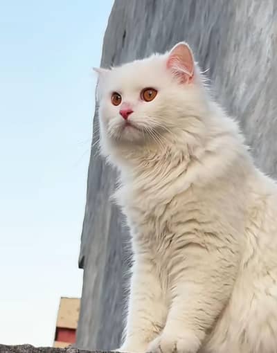 Beautiful White Persian Cat (Female) Available