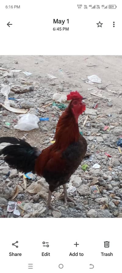 Healthy assel cross murga for sale