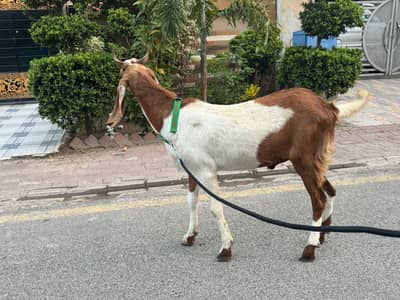 Beautiful and Healthy Bakray Available for SALE in Lahore