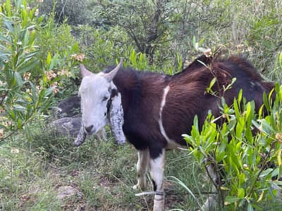 qurbani k liye Goat for sale hai