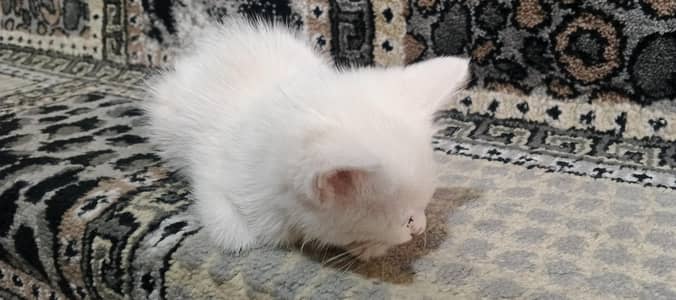 persian triple coat punch face
