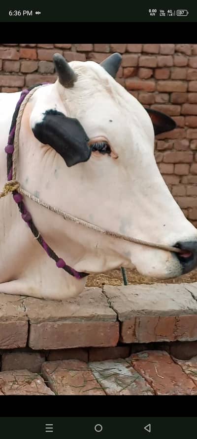 Eid offer Fateh jangi Cholistani mix bull