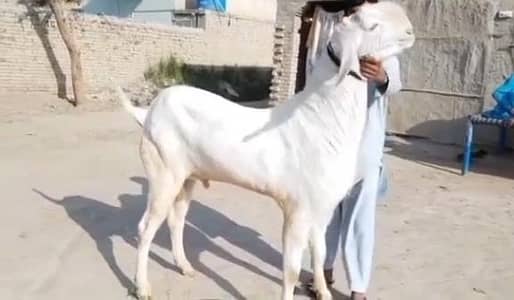 Rajhanpuri Qurbani Goat Heavy Weight 2 Teeth_ / 03228068296