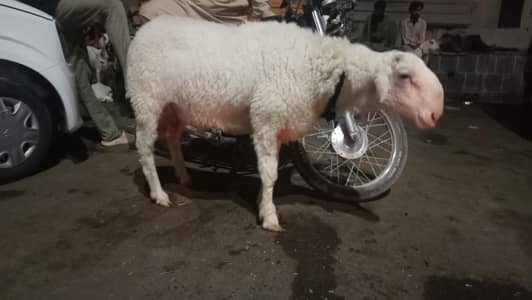 dumba goat heavy weight