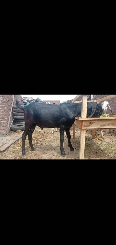 Andal bakra 37 height ha ghr ka