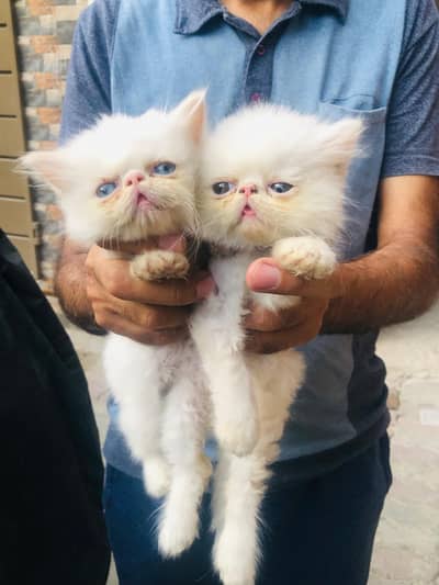Pike Kittens