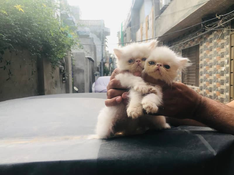 Pike Kittens 1