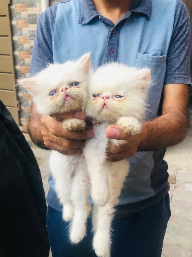 Pike Kittens 2