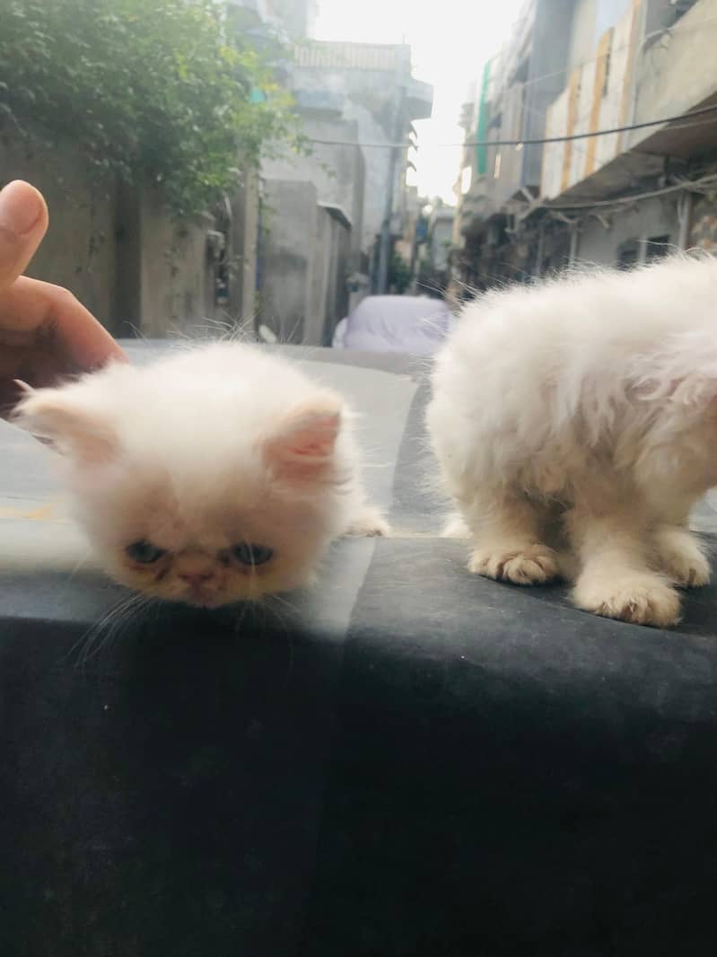 Pike Kittens 3