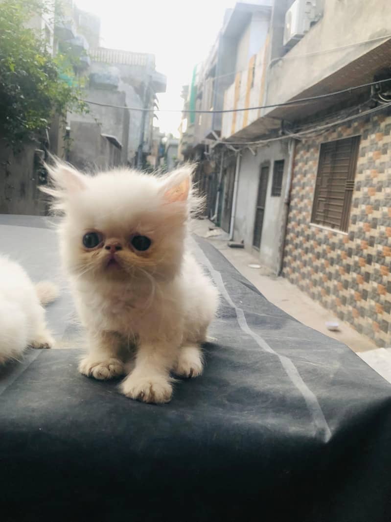 Pike Kittens 4