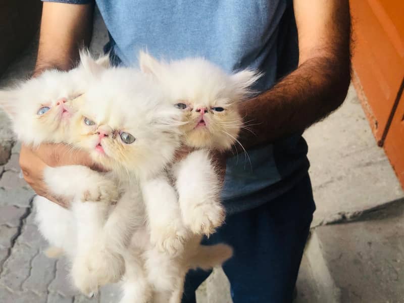 Pike Kittens 5