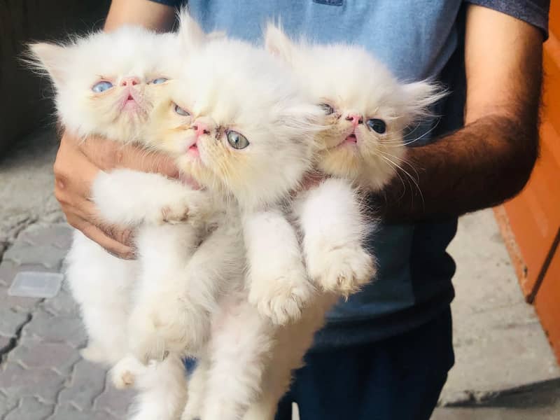 Pike Kittens 6