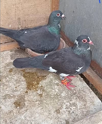 pair for sale