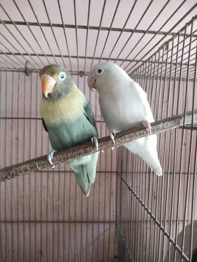 Albino red eye x parblue split Eno