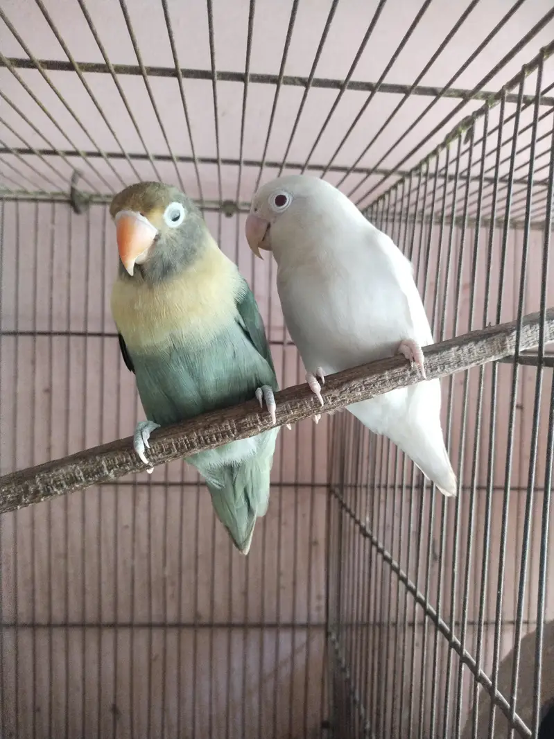Albino red eye x parblue split Eno