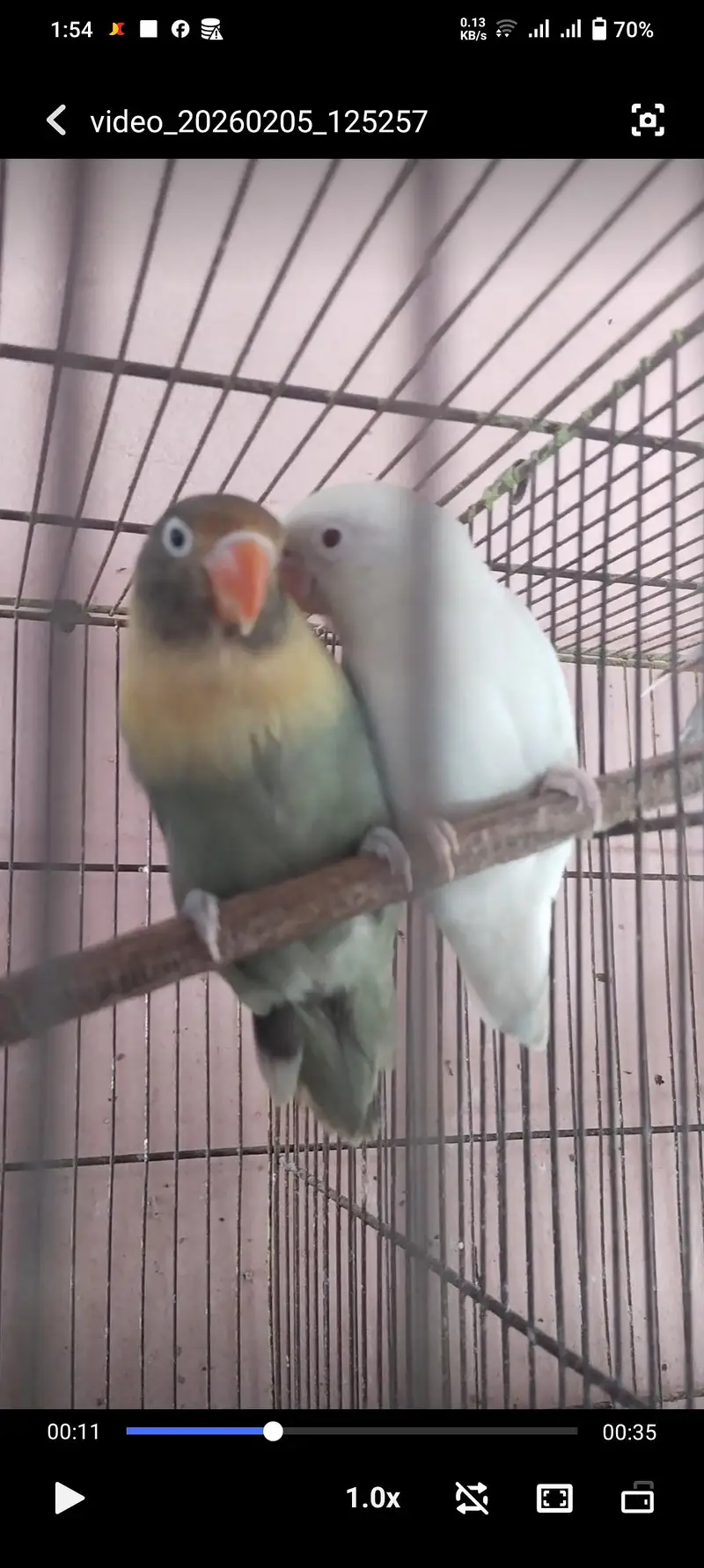 Albino red eye x parblue split Eno — photo 2