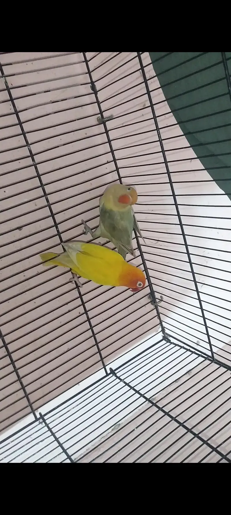 Albino red eye x parblue split Eno — photo 3
