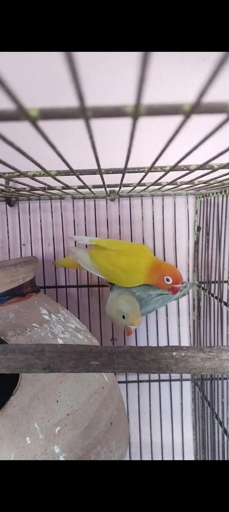 Albino red eye x parblue split Eno — photo 6