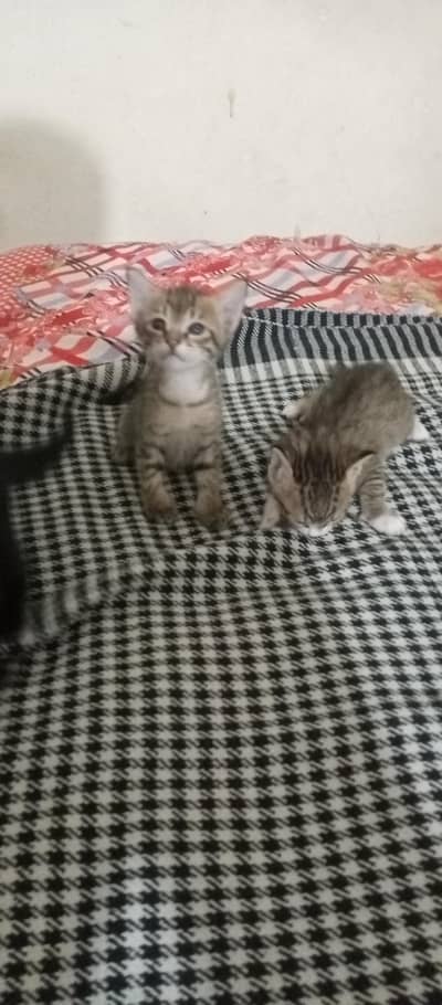 kitten available