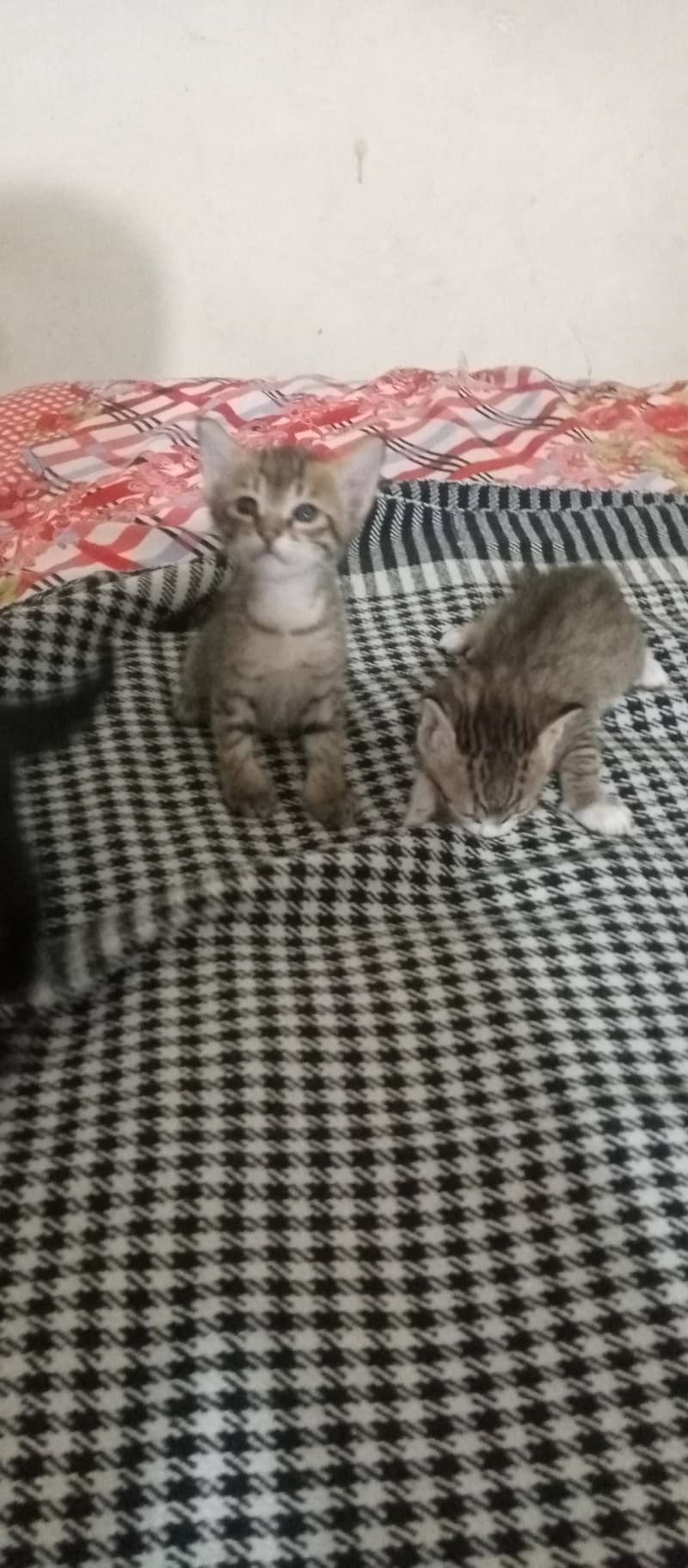 kitten available 0
