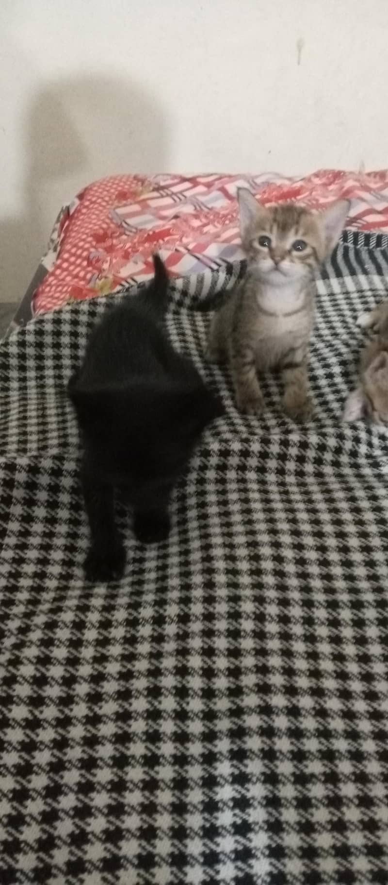 kitten available 1