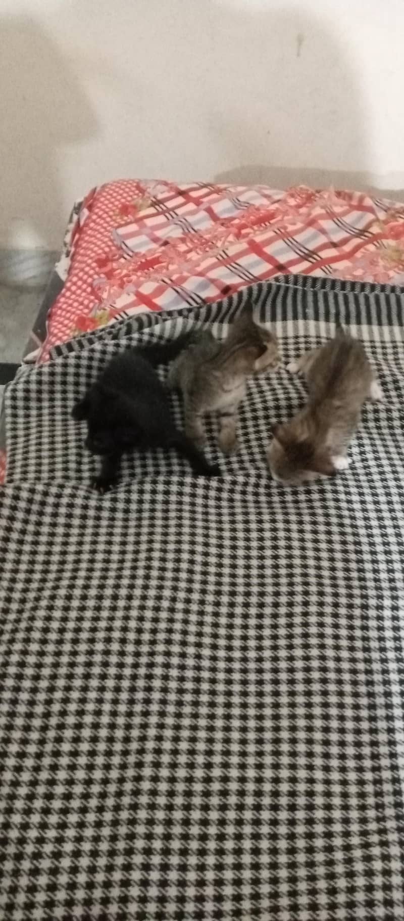 kitten available 2