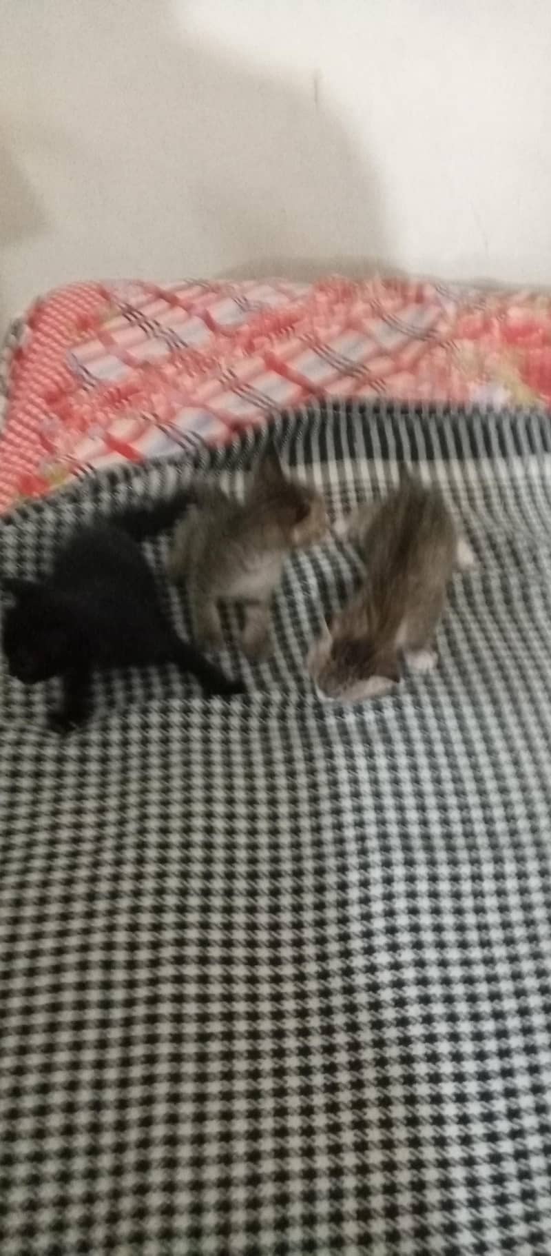 kitten available 3