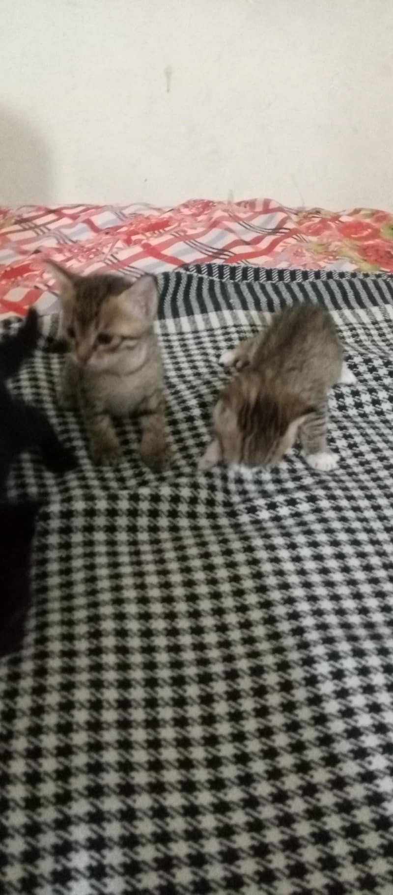kitten available 4