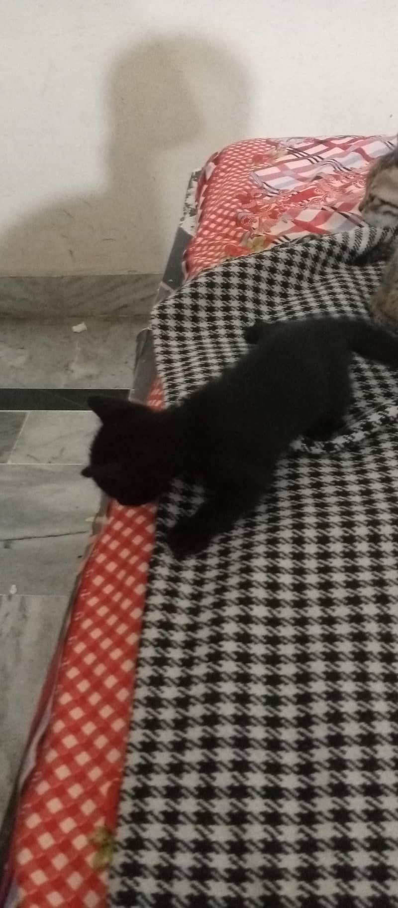 kitten available 5