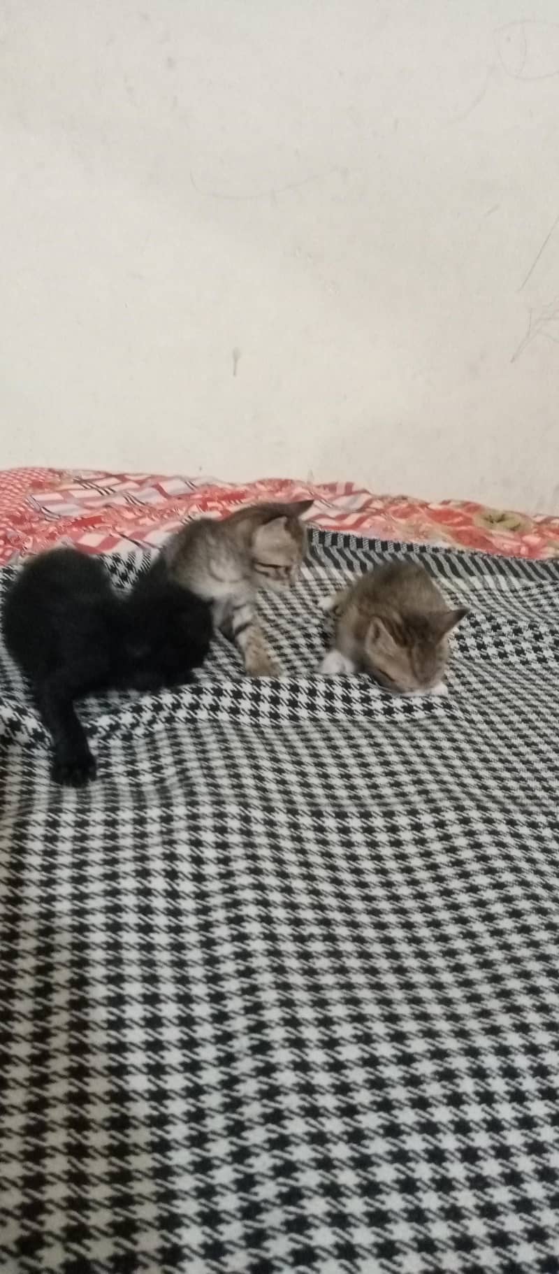 kitten available 6
