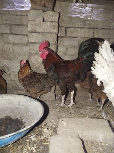 need money urgent sale karnay hai murghi anday day Rahi hai03291451699