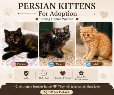 3 Cute Kittens Available for Adoption