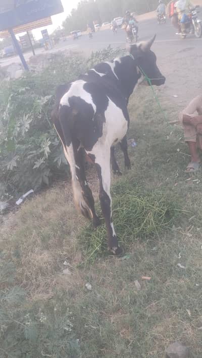 wachaa bulls for sale in sa garden kala shah kako