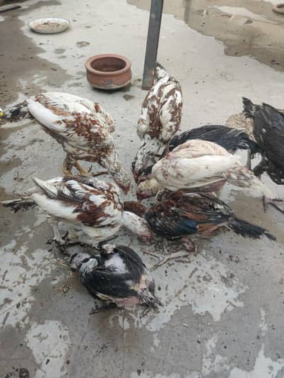 Aseel chicks 4 months home breed