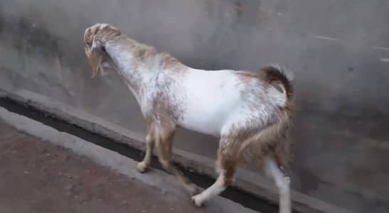Bakra for sale