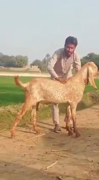Makkah Chini Bakra Qurbani ke liye for sale _ 03228068296