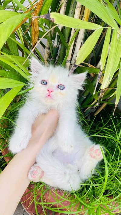 White cat kittens Persian