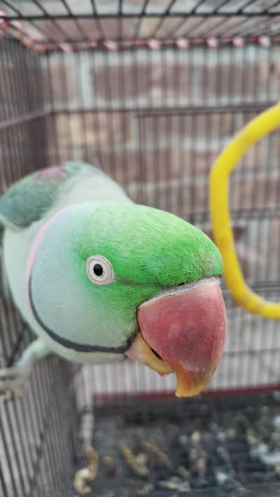 Raw parrot for sale