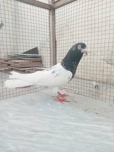 breeder pigeons for sale
