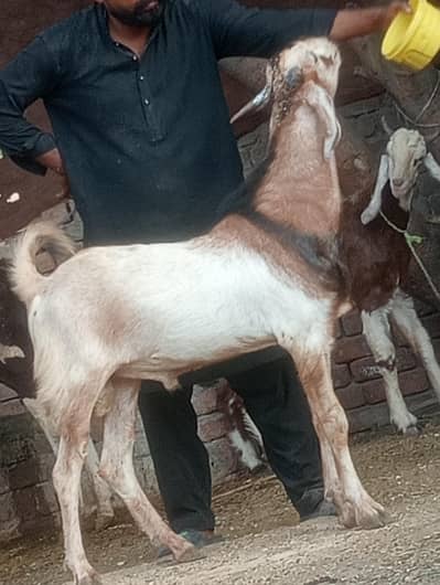 2 Dant dasi bakra 2026 ki qurbani ka Liye
