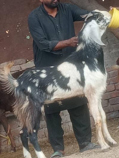 Beetal daba 2 dant Bakra saleq