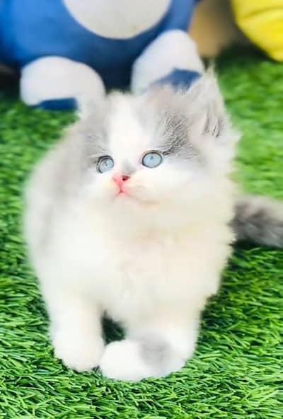 Persian cat triple kot,for sale,my WhatsApp 03481292582