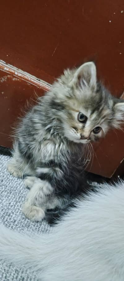 persian triple coat punch face