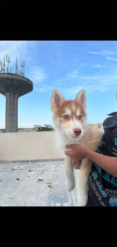 Siberian husky puppy