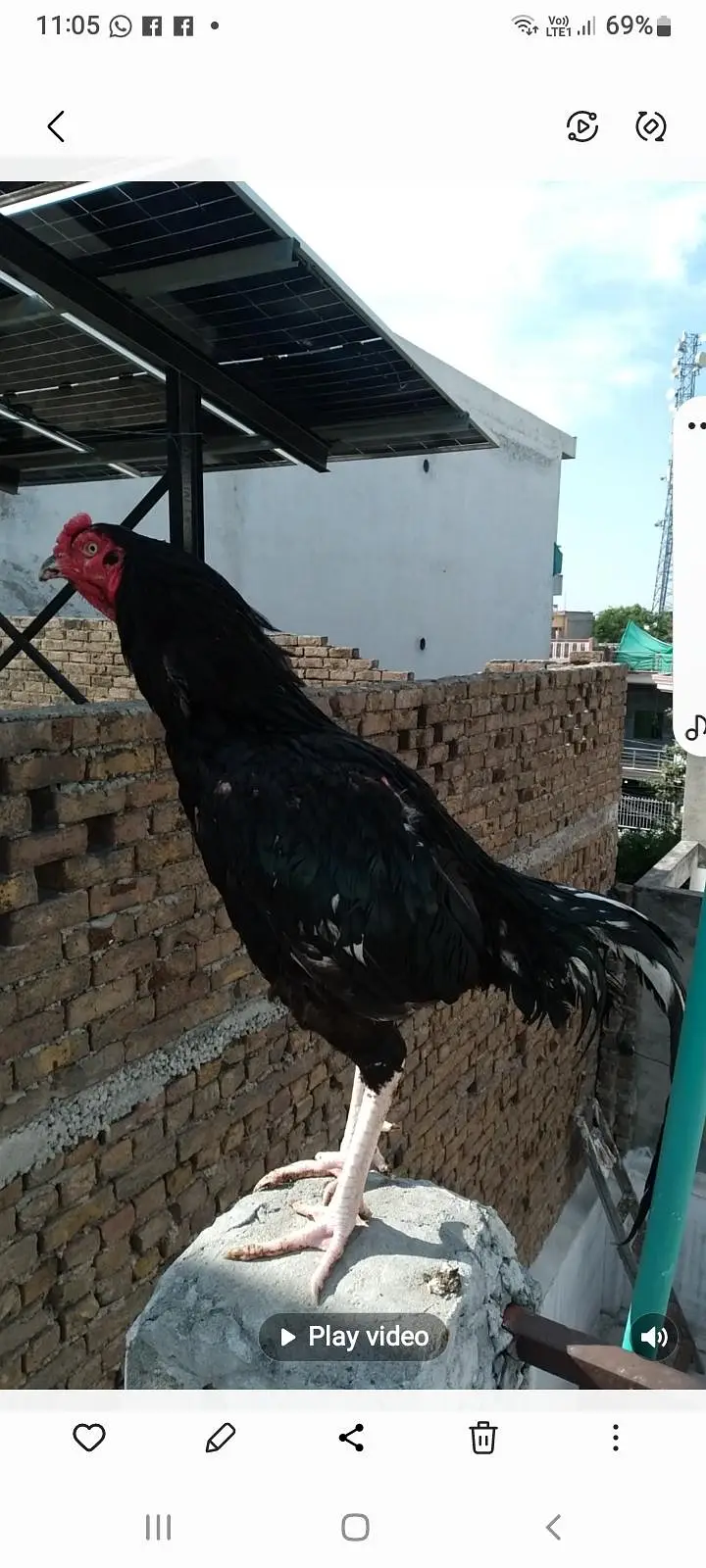 All set upp 4 male 8 female  2 black  two white hen 6 male &chick's — photo 7